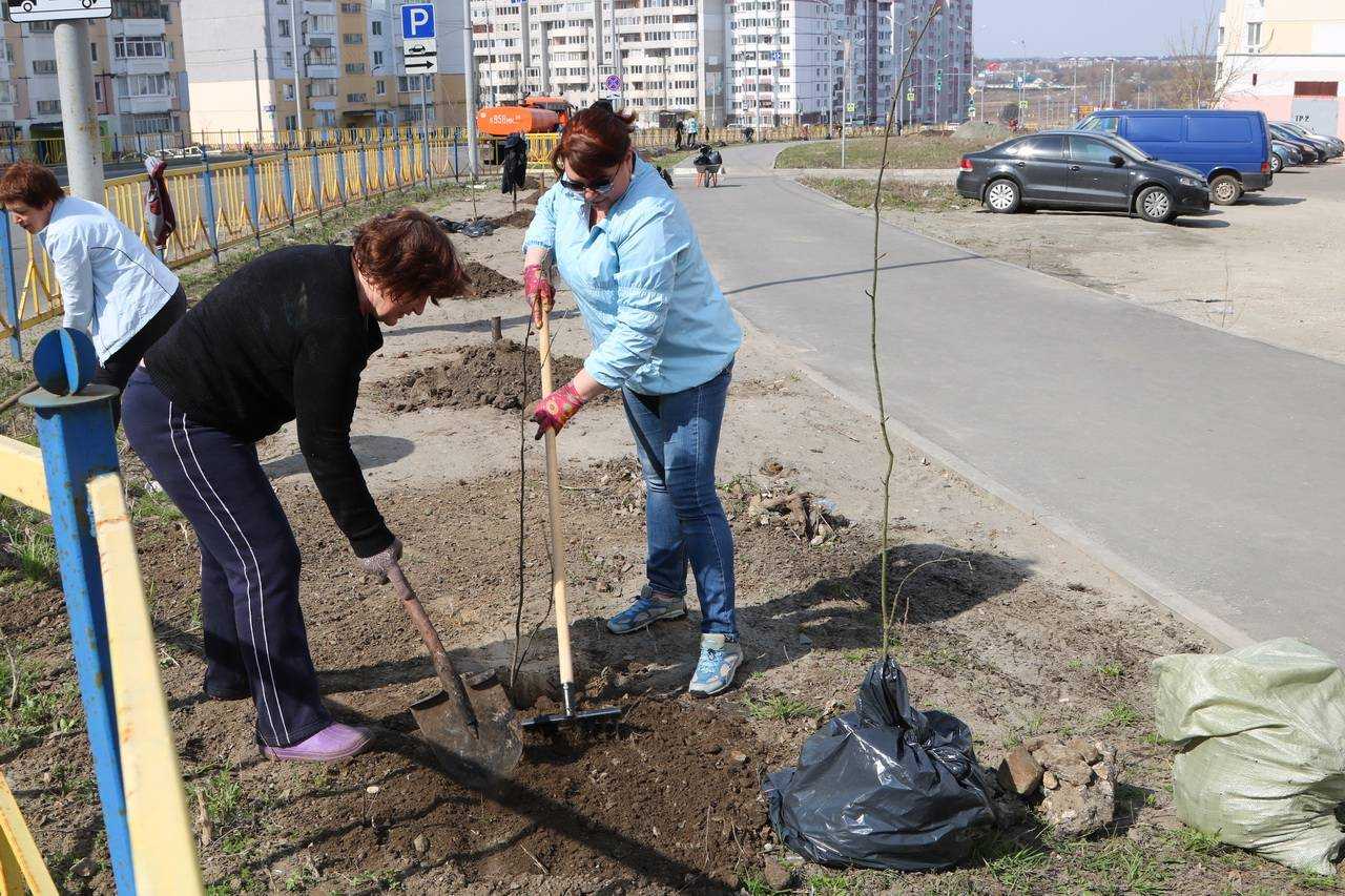 В брянске на неделю. Аллея МВД романа Брянского. Брянск садят в Брянске фото. Посадка рябин в Брянске возле памятника лесникам. Брянская Рябиновая.