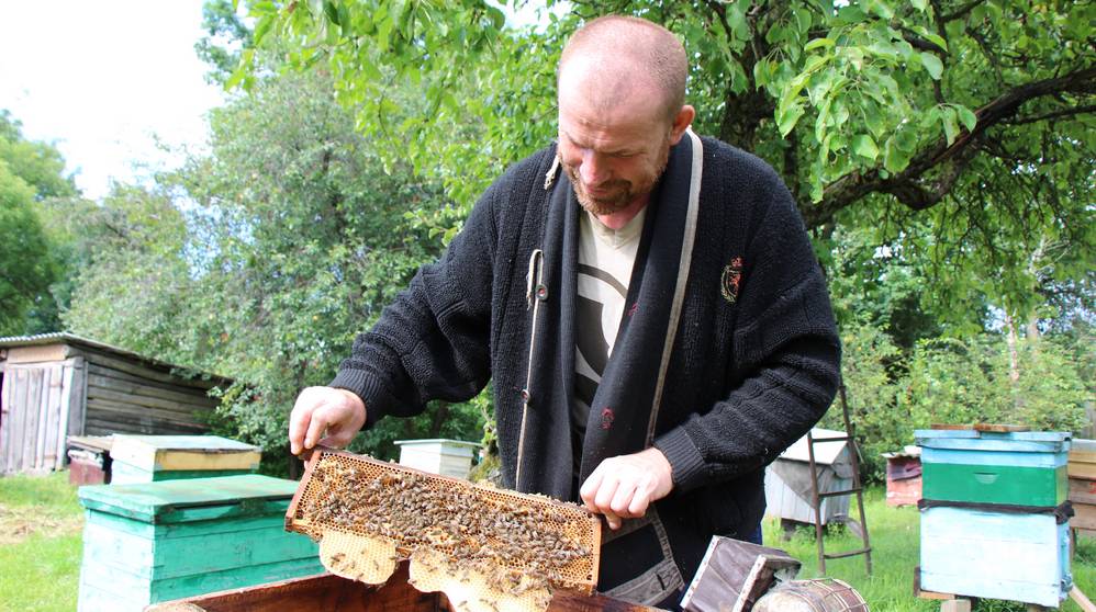 Пчелы в Брянской области стали вести себя странно