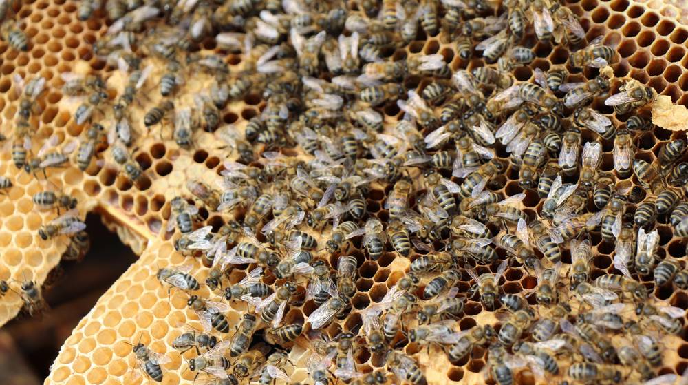 В Трубчевске Брянской области участковый погиб от укуса пчелы