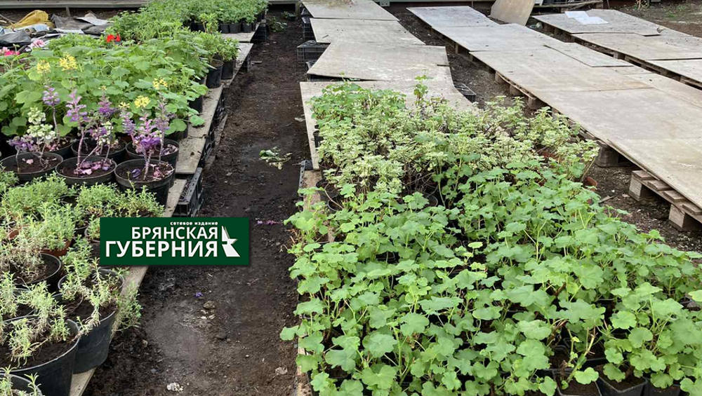В теплицах «Зелёного хозяйства» Брянска высадили луковицы 27 тысяч тюльпанов
