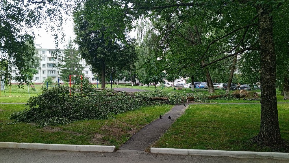 В Брянске во дворе многоэтажки огромное дерево рухнуло на пешеходную дорожку