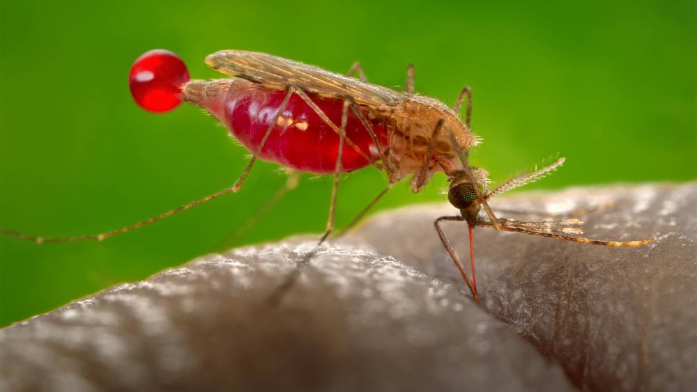 Брянскую область атаковали гигантские комары