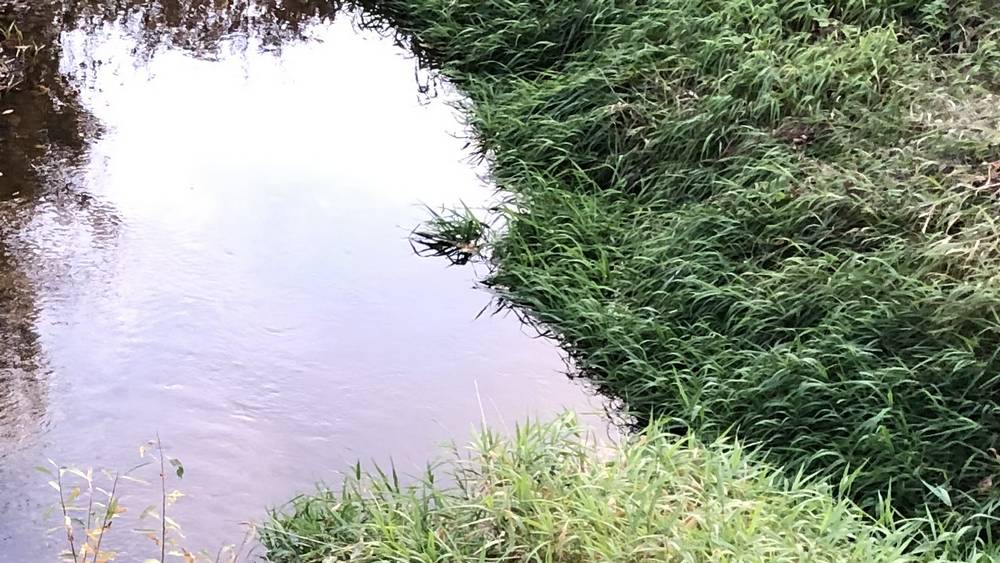 В Красной Горе Брянской области в реке Беседь утонул 17-летний выпускник школы