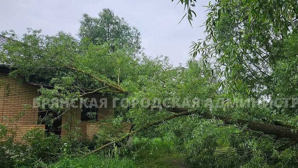 В Брянске во время ливня поваленное ветром дерево упало на жилой дом по улице Мичурина