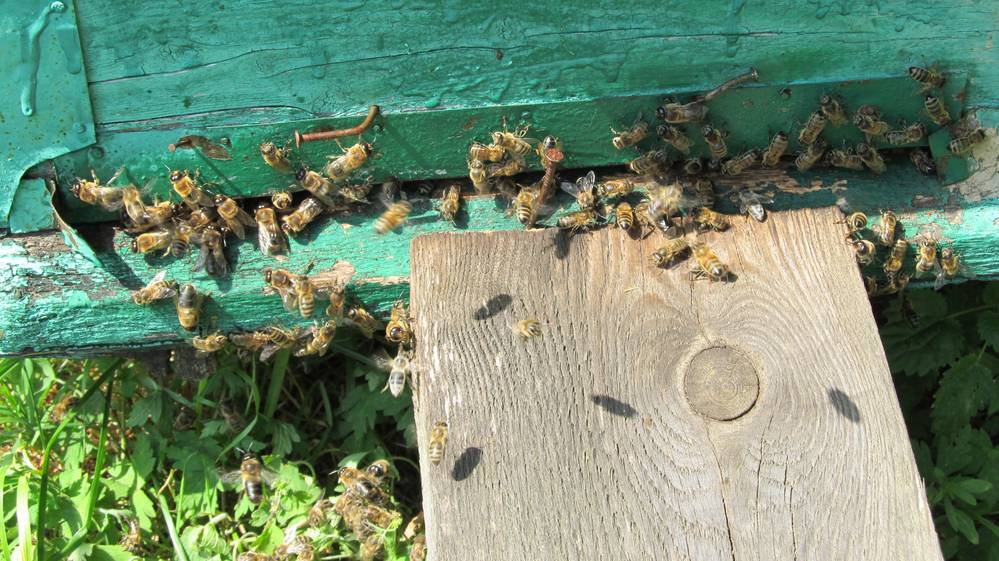 Брянских пчеловодов предупредили о химической обработке посевов