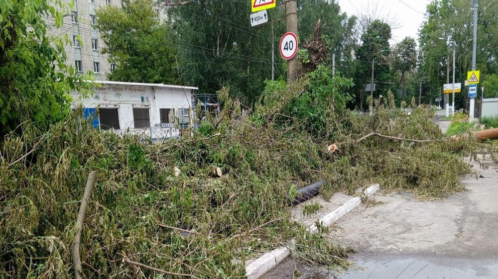 В Брянске ветки поваленного дерева перекрыли тротуар на улице Бежицкой