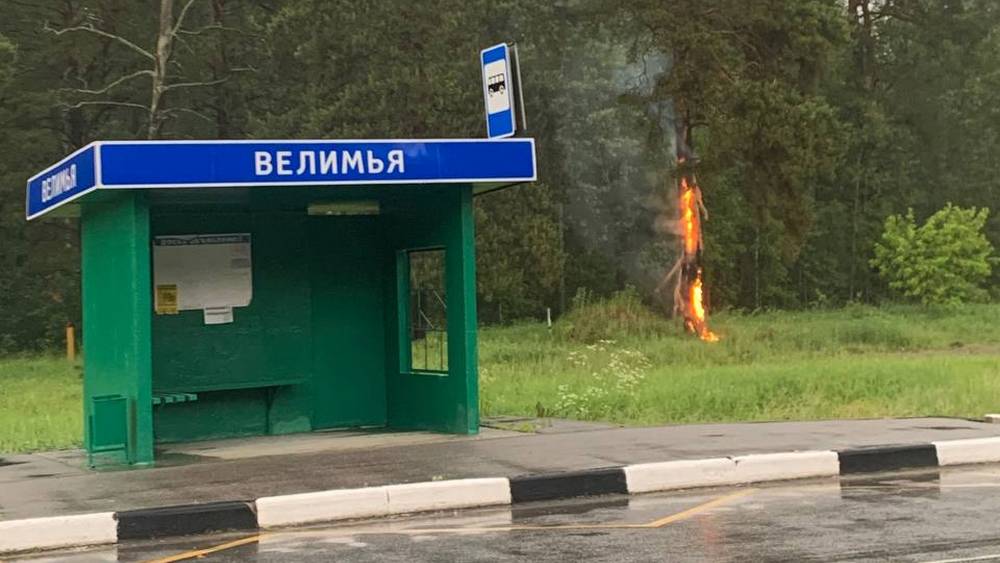 От удара молнии возле брянской трассы вспыхнуло дерево