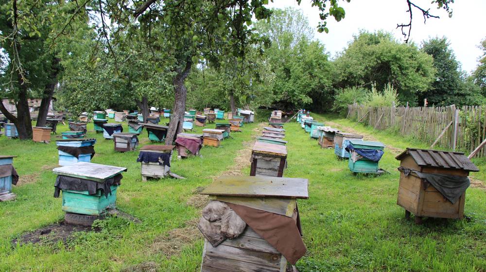Брянских пчеловодов предупредили о химической обработке посевов в Карачевском районе