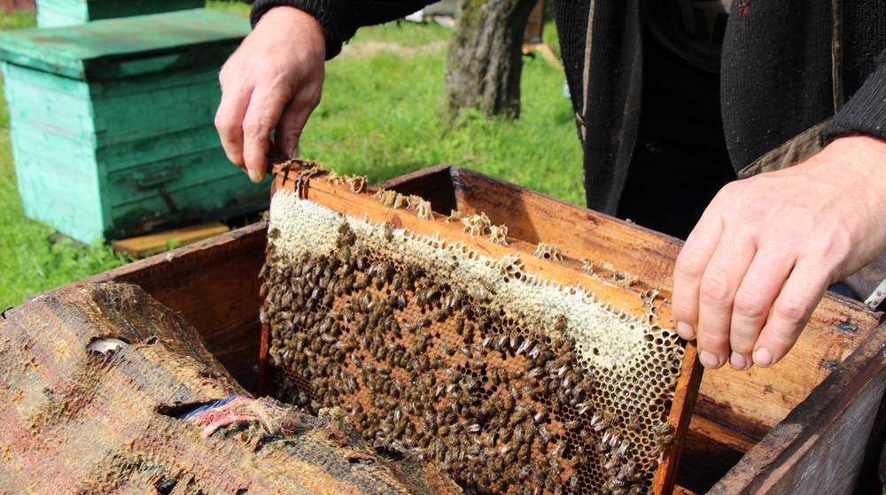 Брянских пчеловодов предупредили о химической обработке посевов