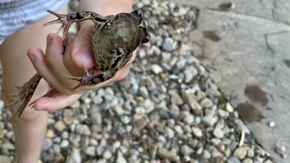 Брянские дети поймали самую жирную и красивую лягушку для француза Макрона