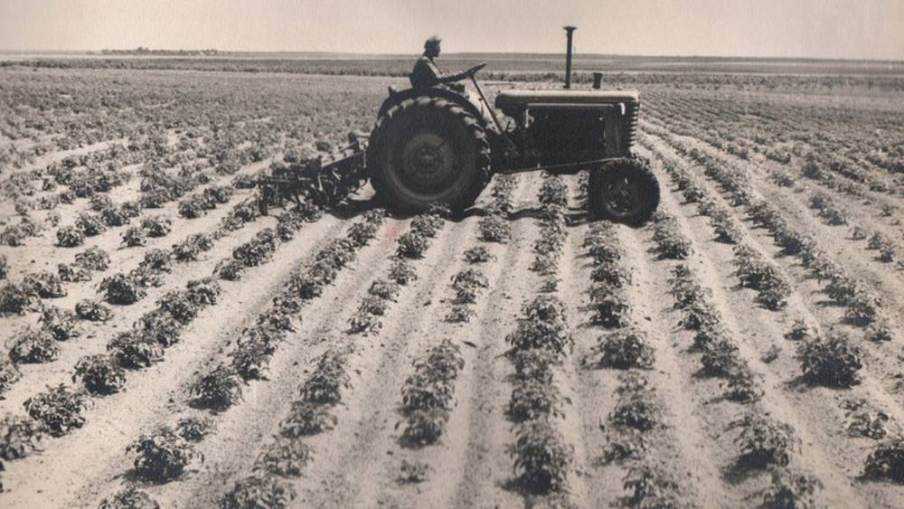 Брянцам показали, как в 1960 году выращивали картофель