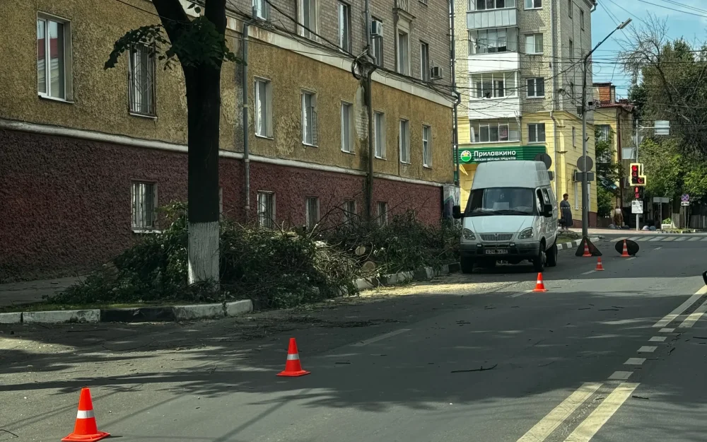 В Брянске спилили засыхавшие деревья напротив Советского ЗАГСа