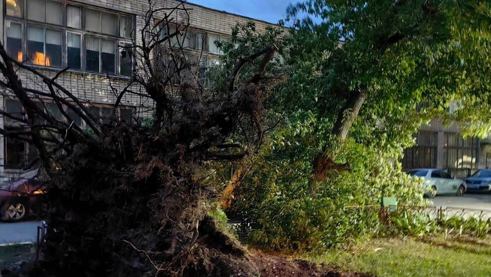 В Брянске ураганный ветер повалил 21 дерево и повредил три светофора