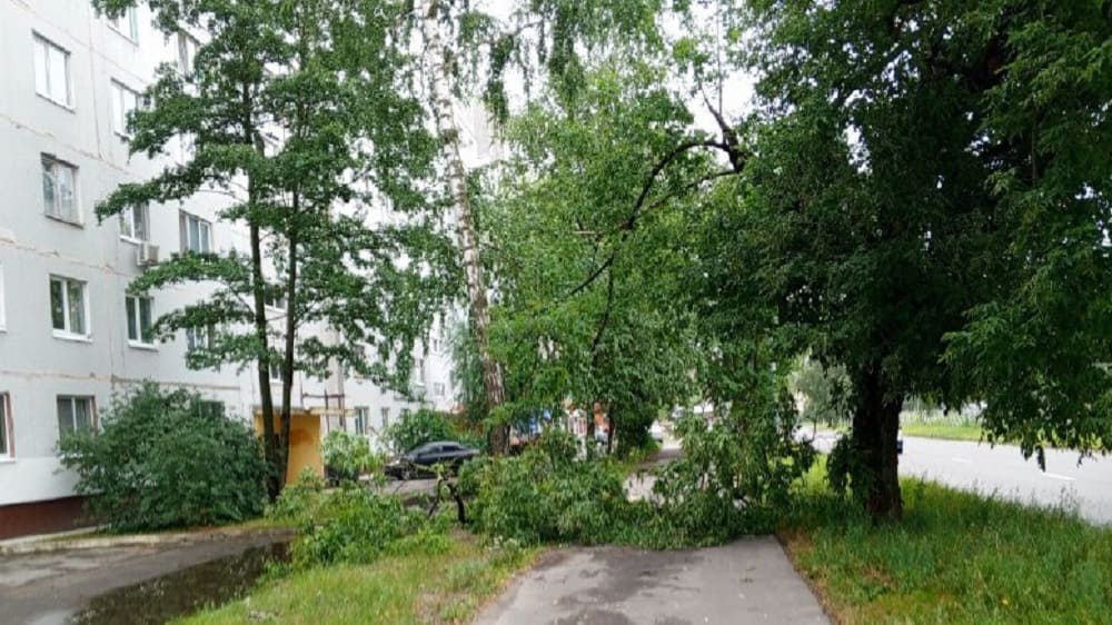 В Бежицком районе Брянска из-за урагана упавшие ветки дерева перекрыли тротуар