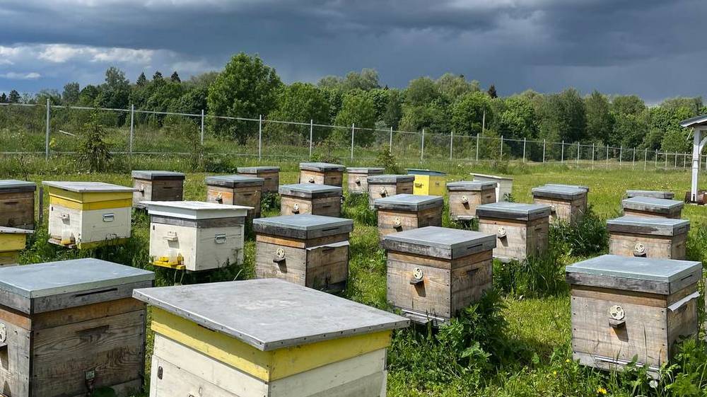 Пчеловодов Брянской области предупредили о химобработке посевов