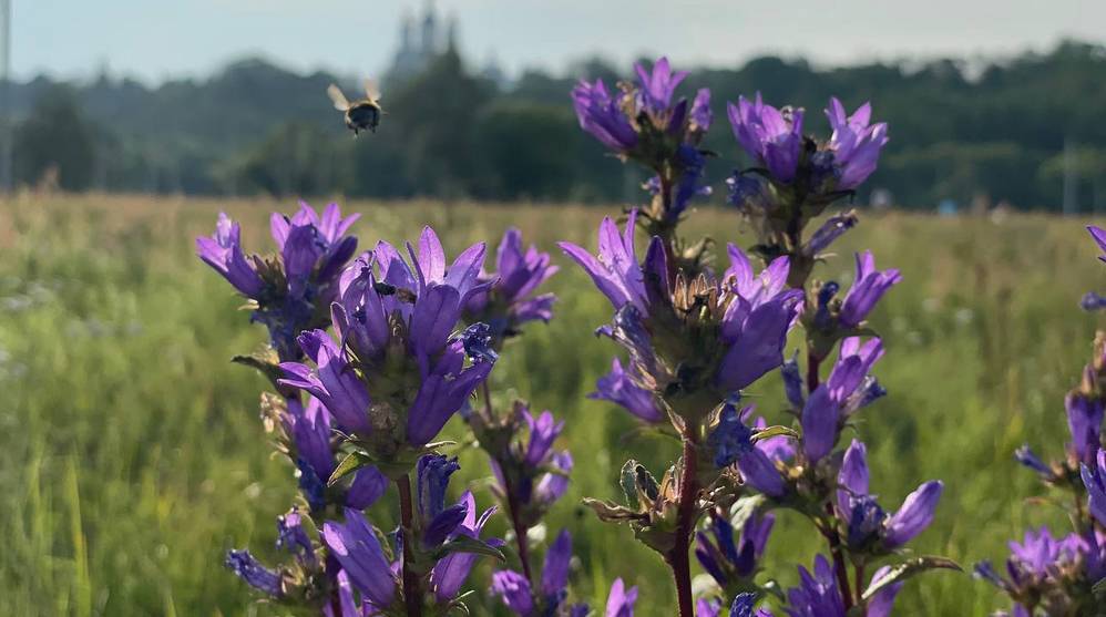 Пчеловодов Брянской области предупредили о химобработке посевов