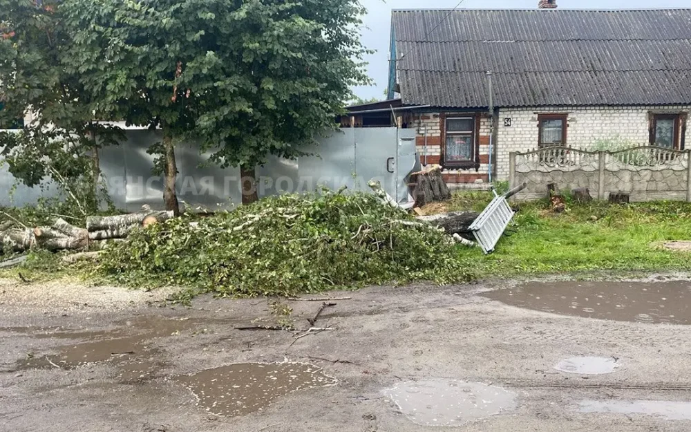 Во время грозы в Брянске огромная береза чуть не разрушила жилой частный дом