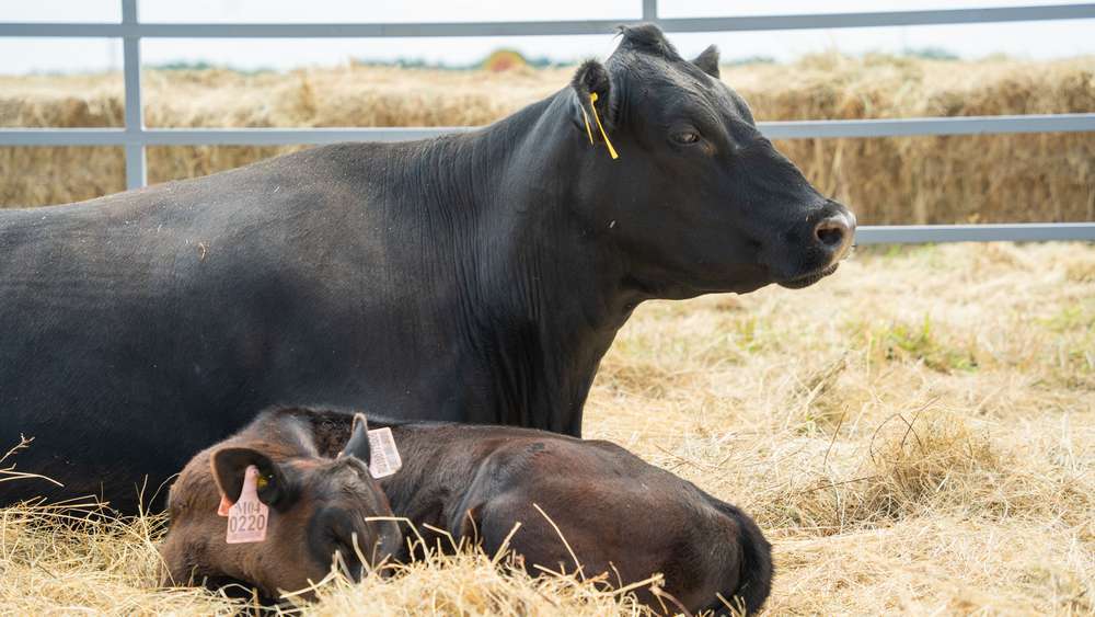 «Мираторг» сообщил, что с радостью вырастит себе конкурентов в сфере мясного скотоводства