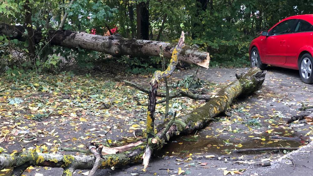 В Брянске возле «Пятёрочки» рухнул на дорогу огромный тополь