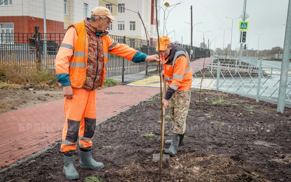 На улице Амосова в Брянске будут цвести липы