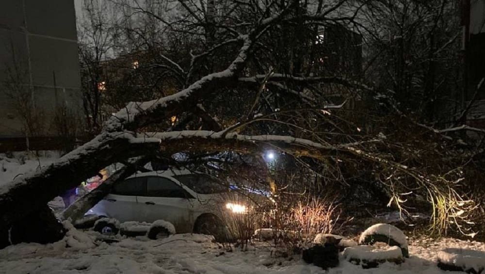 В Брянске убрали поваленные из-за снегопада 64 дерева