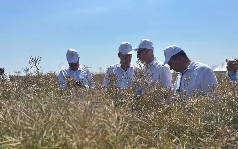 Брянские фермеры увеличили производство масличных культур и опийного мака