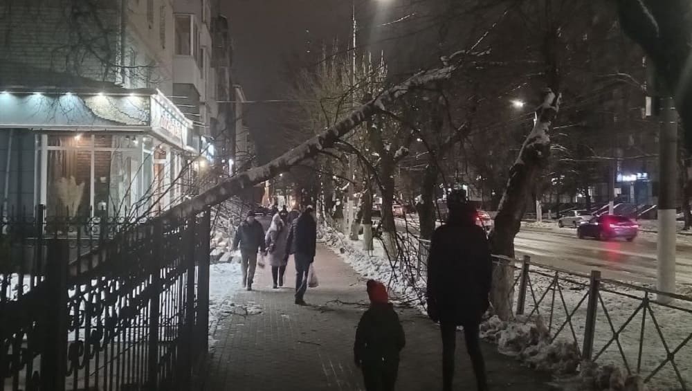 В Брянске возле библиотеки имени Проскурина над тротуаром нависло опасное дерево