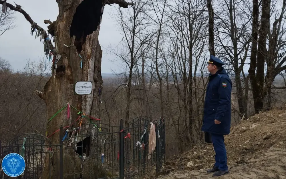 Брянская природоохранная прокуратура не нашла нарушений у дуба Петра