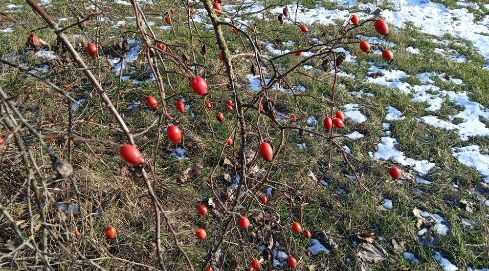 В Брянской области в ночь на 13 февраля похолодает до 14 градусов мороза