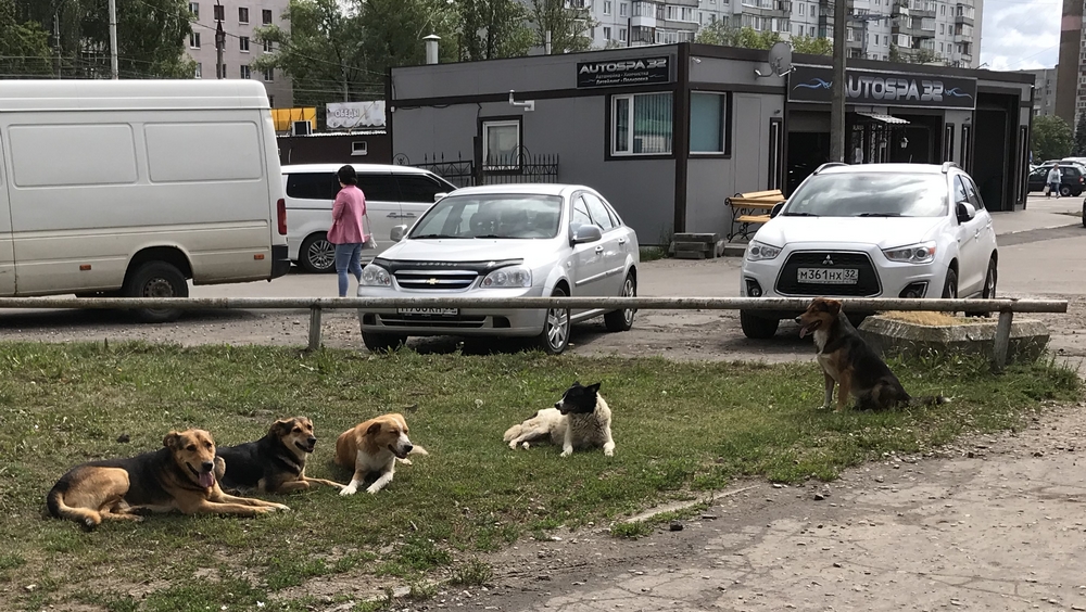 Брянцы могут сказать Валуеву, что они думают о скандальном «собачьем» законе